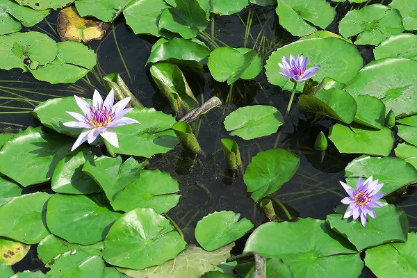 【作例付き撮影地情報】 森の植物園「大阪市立大学理学部附属植物園」