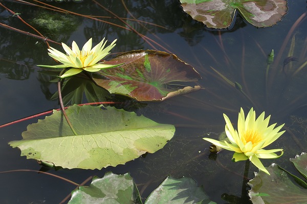 【作例付き撮影地情報】 森の植物園「大阪市立大学理学部附属植物園」