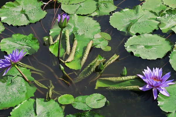 【作例付き撮影地情報】 森の植物園「大阪市立大学理学部附属植物園」