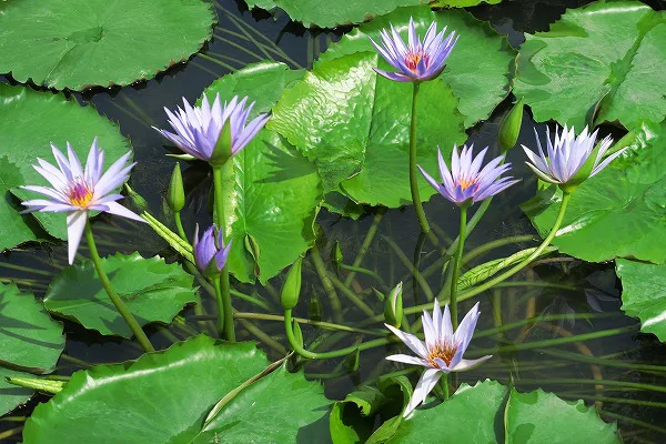 【作例付き撮影地情報】 森の植物園「大阪市立大学理学部附属植物園」