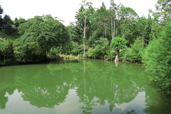 【作例付き撮影地情報】 森の植物園「大阪市立大学理学部附属植物園」