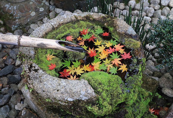 【作例付き撮影地情報】 京都の紅葉を撮る「西山・楊谷寺」