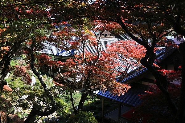 【作例付き撮影地情報】 京都の紅葉を撮る「西山・楊谷寺」