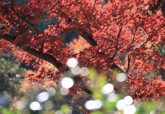 【作例付き撮影地情報】 京都の紅葉を撮る「西山・楊谷寺」