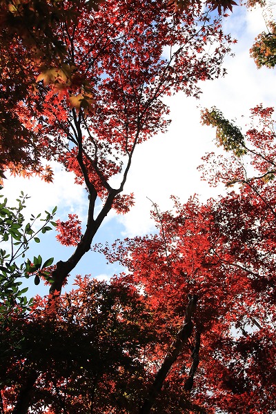 【作例付き撮影地情報】 京都の紅葉を撮る「西山・楊谷寺」