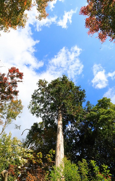 【作例付き撮影地情報】 京都の紅葉を撮る「西山・楊谷寺」