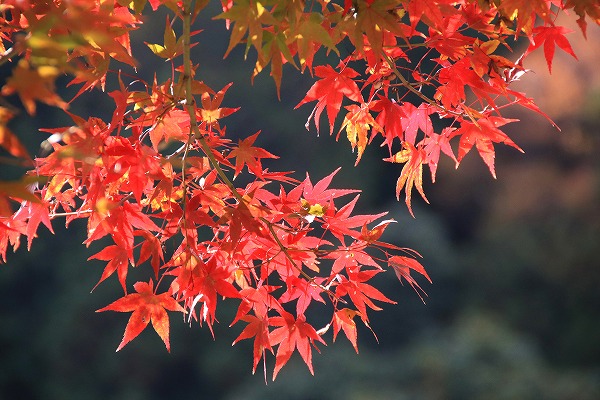 【作例付き撮影地情報】 京都の紅葉を撮る「西山・楊谷寺」