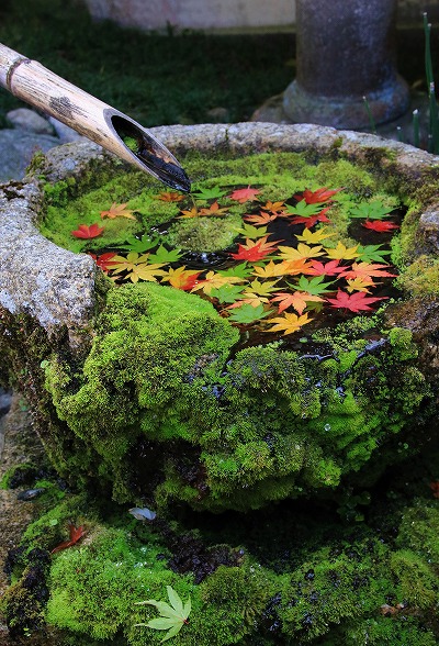 【作例付き撮影地情報】 京都の紅葉を撮る「西山・楊谷寺」