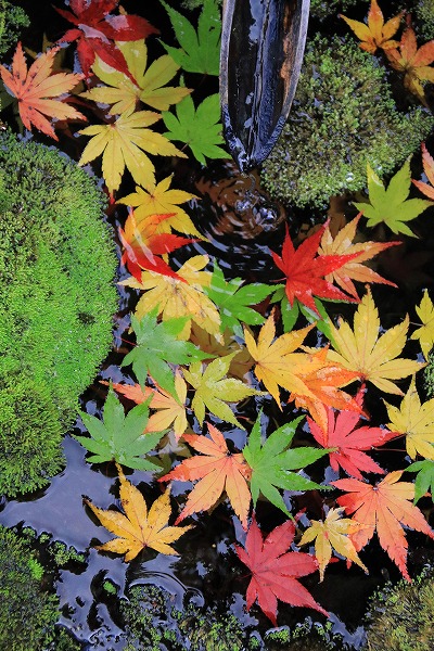 【作例付き撮影地情報】 京都の紅葉を撮る「西山・楊谷寺」