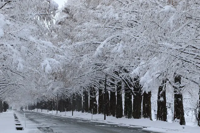 雪景色 