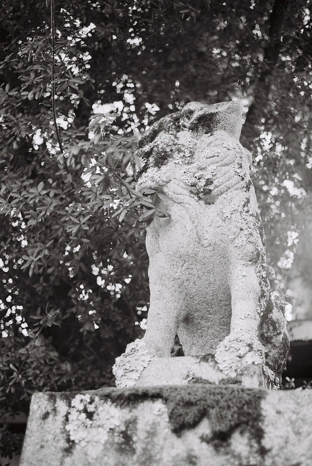 作例あり カラー現像できるモノクロフィルム Ilford Xp2 Super 400