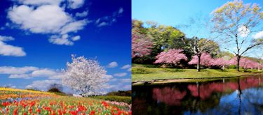 川村先生　花風景