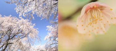 椎崎義之の写真の基本～梅・桜～