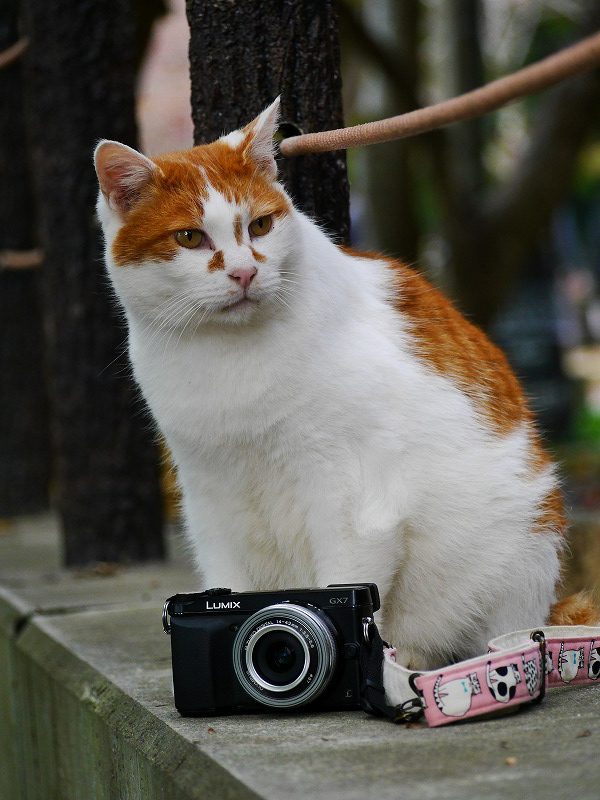 おすすめミラーレスカメラPanasonic DMC-GX7【京都の猫 作例編】