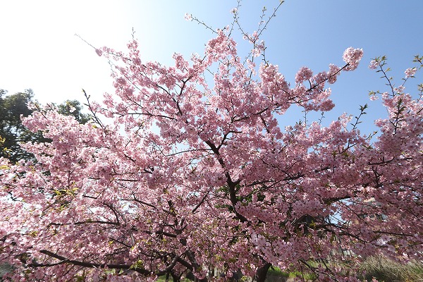 【作例付き撮影地情報】 京都市伏見区「淀水路の河津桜」