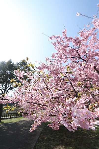 【作例付き撮影地情報】 京都市伏見区「淀水路の河津桜」
