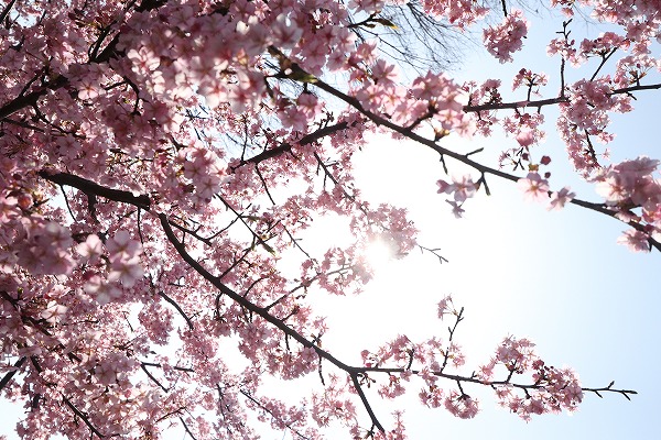 【作例付き撮影地情報】 京都市伏見区「淀水路の河津桜」