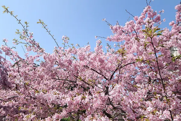 桜 淀 河津 淀水路・河津桜と菜の花の撮影スポット