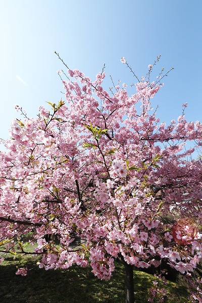 【作例付き撮影地情報】 京都市伏見区「淀水路の河津桜」