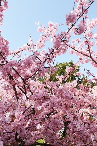 【作例付き撮影地情報】 京都市伏見区「淀水路の河津桜」