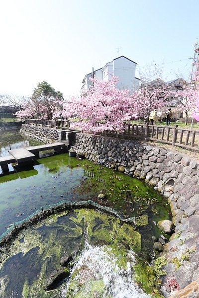 【作例付き撮影地情報】 京都市伏見区「淀水路の河津桜」