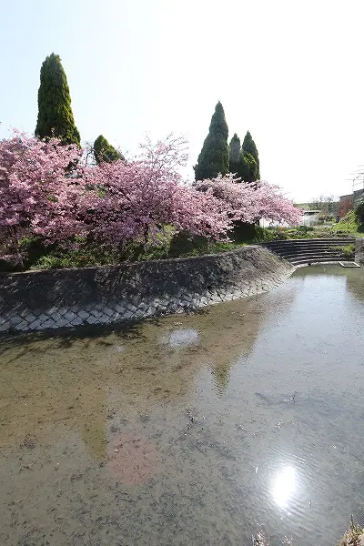 【作例付き撮影地情報】 京都市伏見区「淀水路の河津桜」
