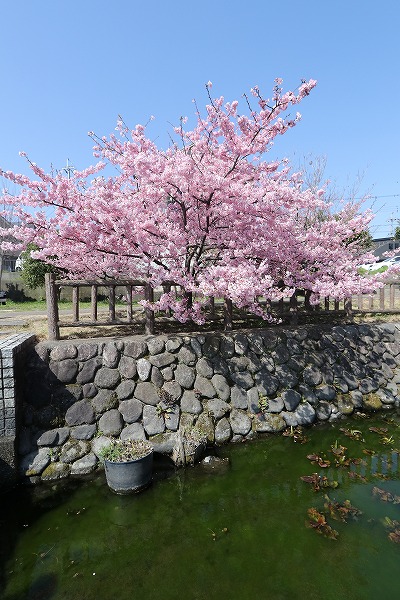 【作例付き撮影地情報】 京都市伏見区「淀水路の河津桜」