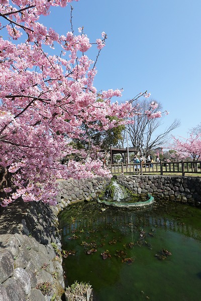 【作例付き撮影地情報】 京都市伏見区「淀水路の河津桜」