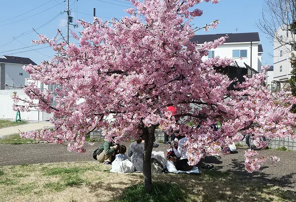 【作例付き撮影地情報】 京都市伏見区「淀水路の河津桜」