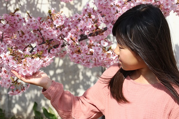 【作例付き撮影地情報】 京都市伏見区「淀水路の河津桜」