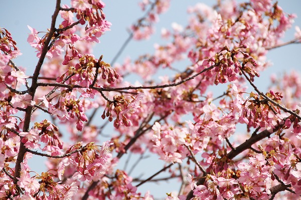 【作例付き撮影地情報】 京都市伏見区「淀水路の河津桜」