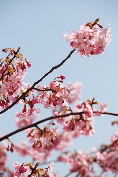 【作例付き撮影地情報】 京都市伏見区「淀水路の河津桜」
