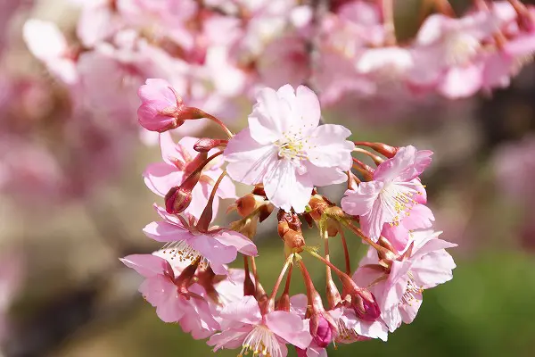 【作例付き撮影地情報】 京都市伏見区「淀水路の河津桜」