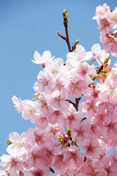 【作例付き撮影地情報】 京都市伏見区「淀水路の河津桜」
