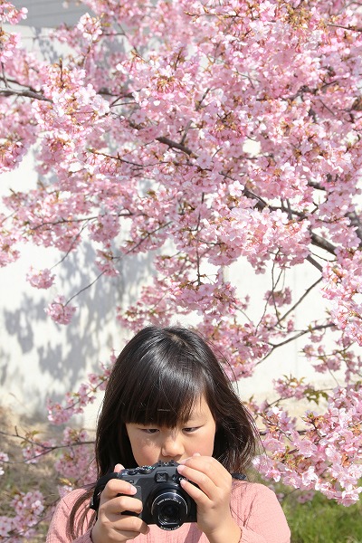 【作例付き撮影地情報】 京都市伏見区「淀水路の河津桜」