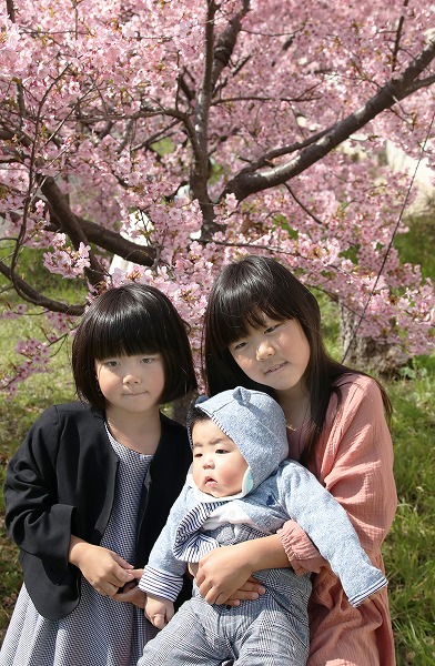 【作例付き撮影地情報】 京都市伏見区「淀水路の河津桜」