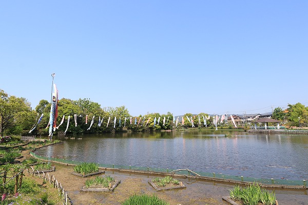 【作例付き撮影地情報】 大阪府枚方市「市民の森(鏡伝池緑地)の鯉のぼり」