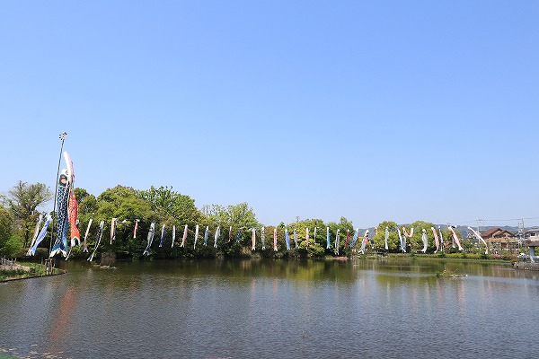 【作例付き撮影地情報】 大阪府枚方市「市民の森(鏡伝池緑地)の鯉のぼり」