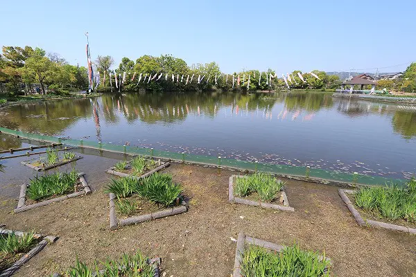 【作例付き撮影地情報】 大阪府枚方市「市民の森(鏡伝池緑地)の鯉のぼり」