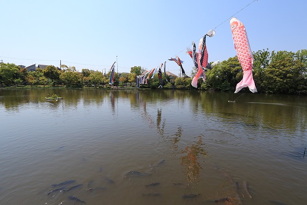 【作例付き撮影地情報】 大阪府枚方市「市民の森(鏡伝池緑地)の鯉のぼり」