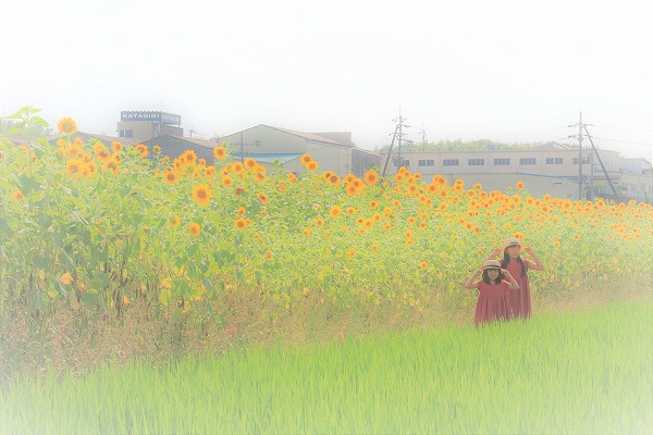 【作例付き撮影地情報】 京都府八幡市の夏「ひまわり畑と飛行神社」
