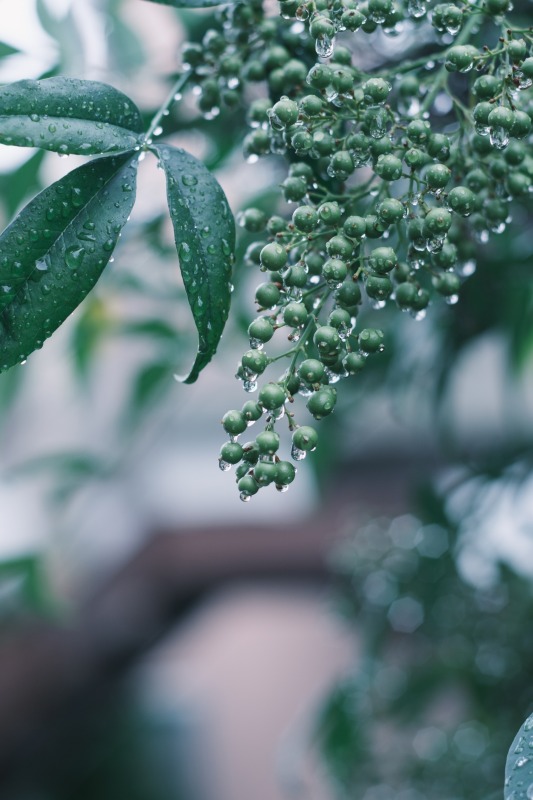 ニコンAi 50 1.4SとX-T4　接写もある程度できます