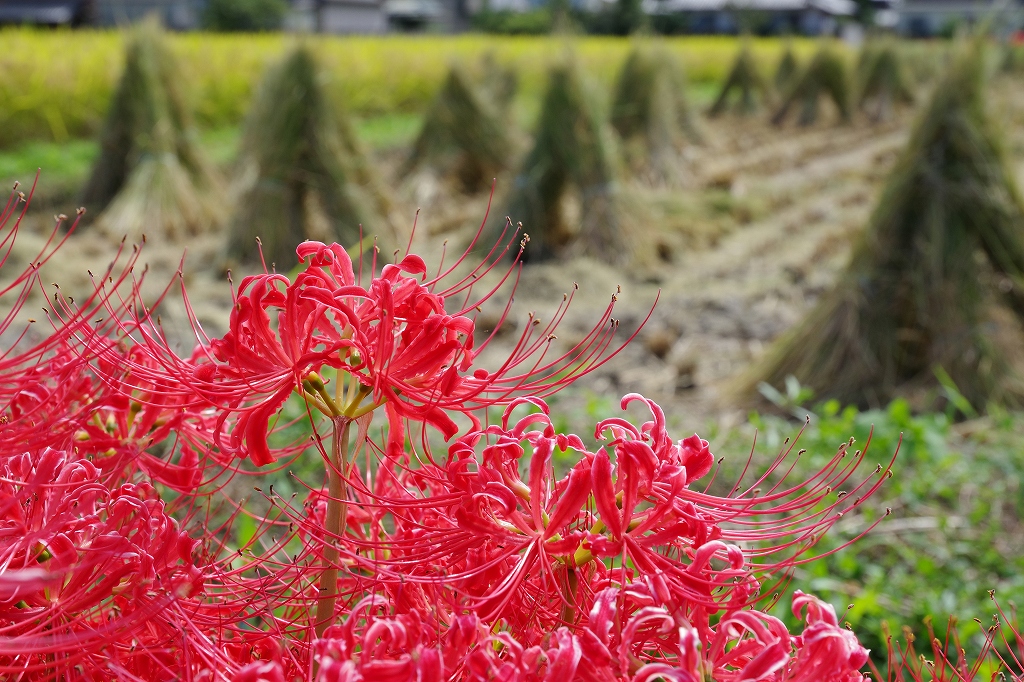 HD PENTAX-DA 16-50mm F2.8ED PLM AW 使用レビュー HD PENTAX-DA 16-50mm F2.8ED PLM AW 使用レビュー