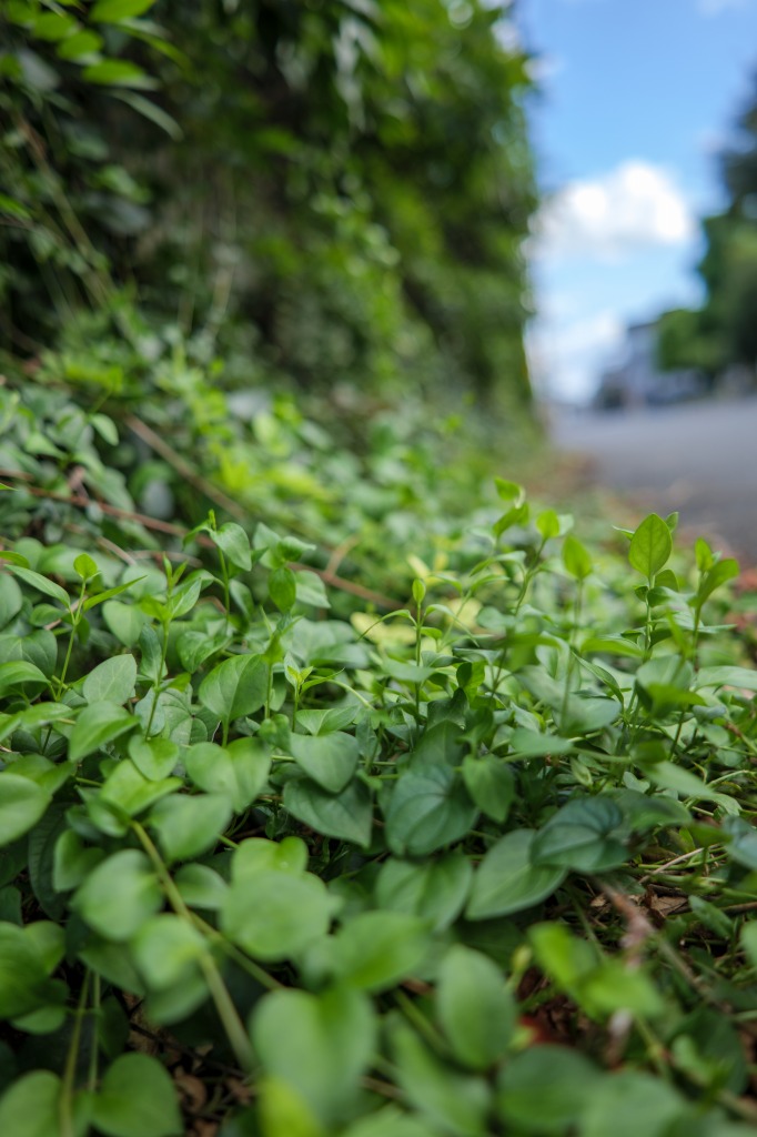 LUMIX S 24mm F1.8 広角だけどボケも綺麗