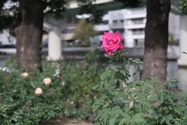 プロミネント用ウルトロン F4