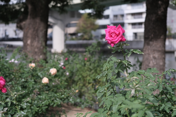 ズミクロン F4