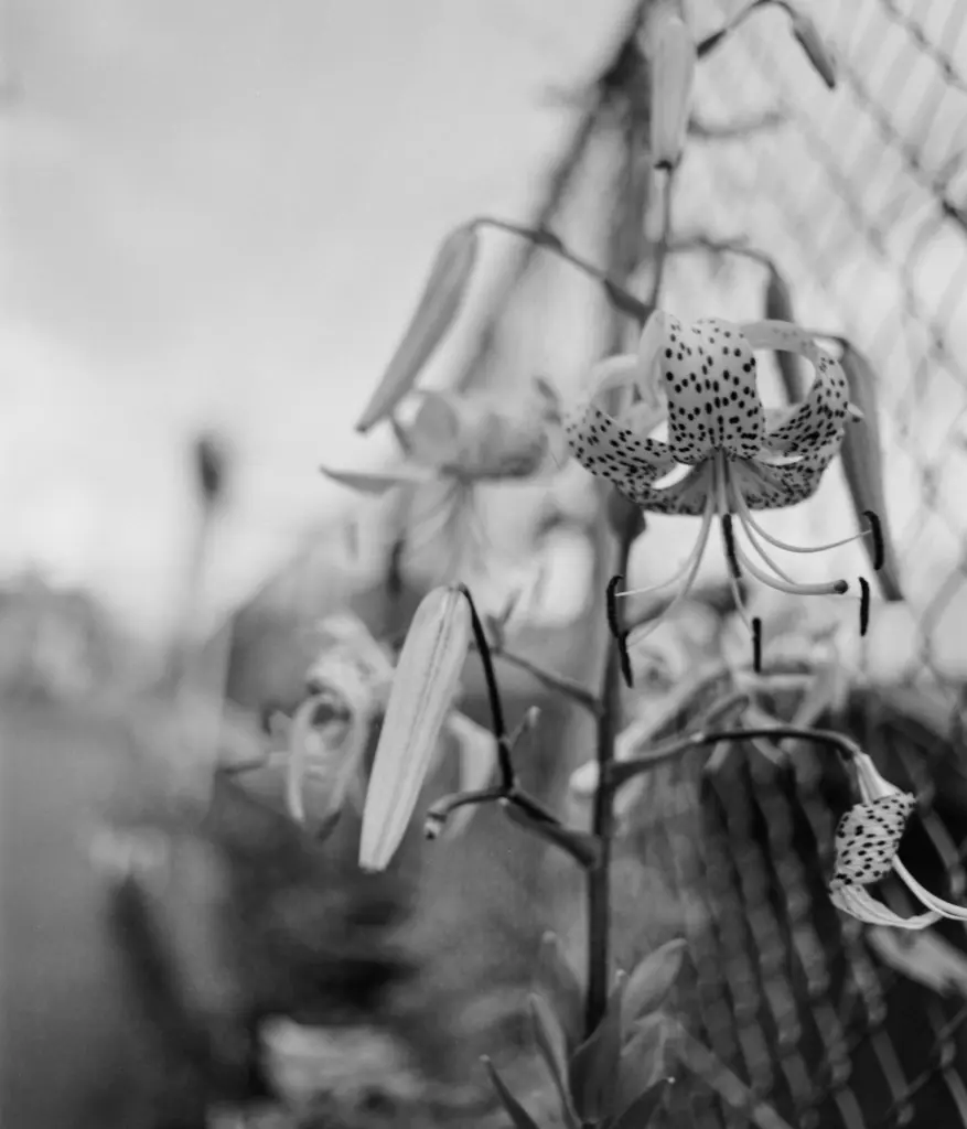 RB67 Pro S+セコールマクロC140mmF4.5 :FUJIFILM 120 ACROS100 II　近接撮影も可能