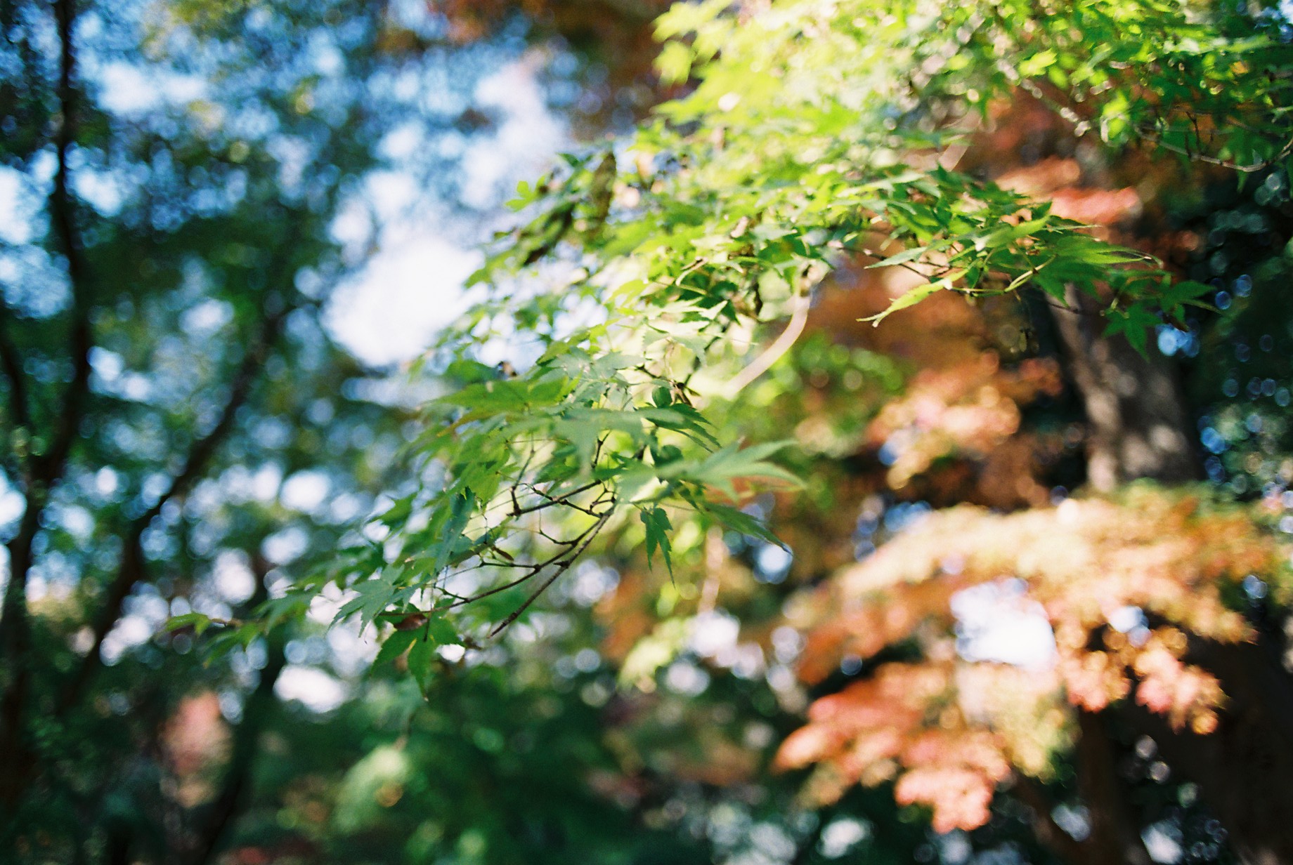 AUTO-W 28/2.8とFUJIFLM PRO400
