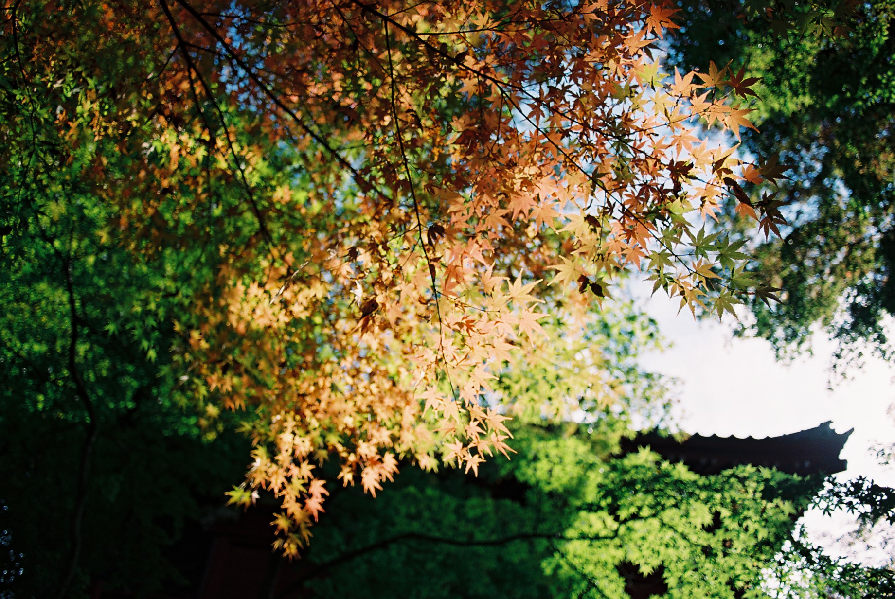 AUTO-W 28/2.8とFUJIFLM PRO400
