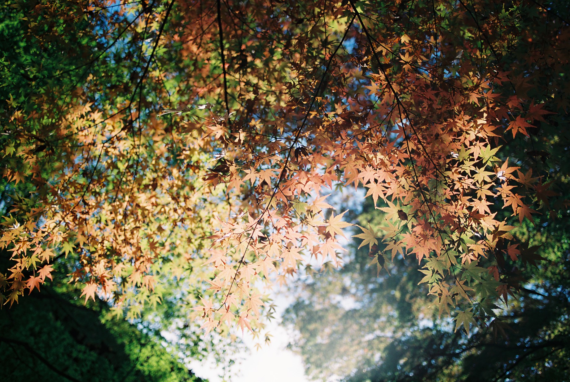 AUTO-W 28/2.8とFUJIFLM PRO400